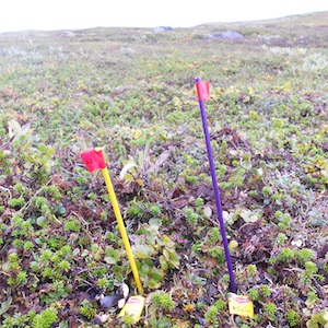 Experiment in Abisko, Sweden. 2012. By C.Veen