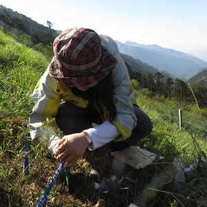 Yan Yang buries tea along an elevation gradient, China, June 2106. By Y. Yang