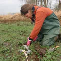 Mariet in a winter flooding experiment, Feb. 2012. By A. Garssen