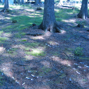 Tea buried alongside local litter in ICOS locations. 2016.By M. Hehn