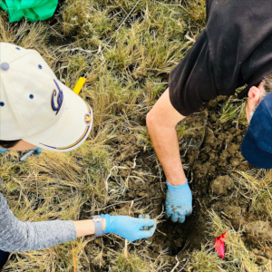 Blue Carbon Lab planting tea, Australia, by Maria Palacois